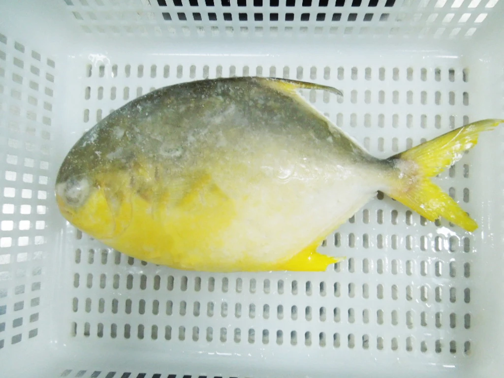 FOODSTAR Brand Premium Quality Frozen Golden Pompano Pomfret Fish with Competitive Price