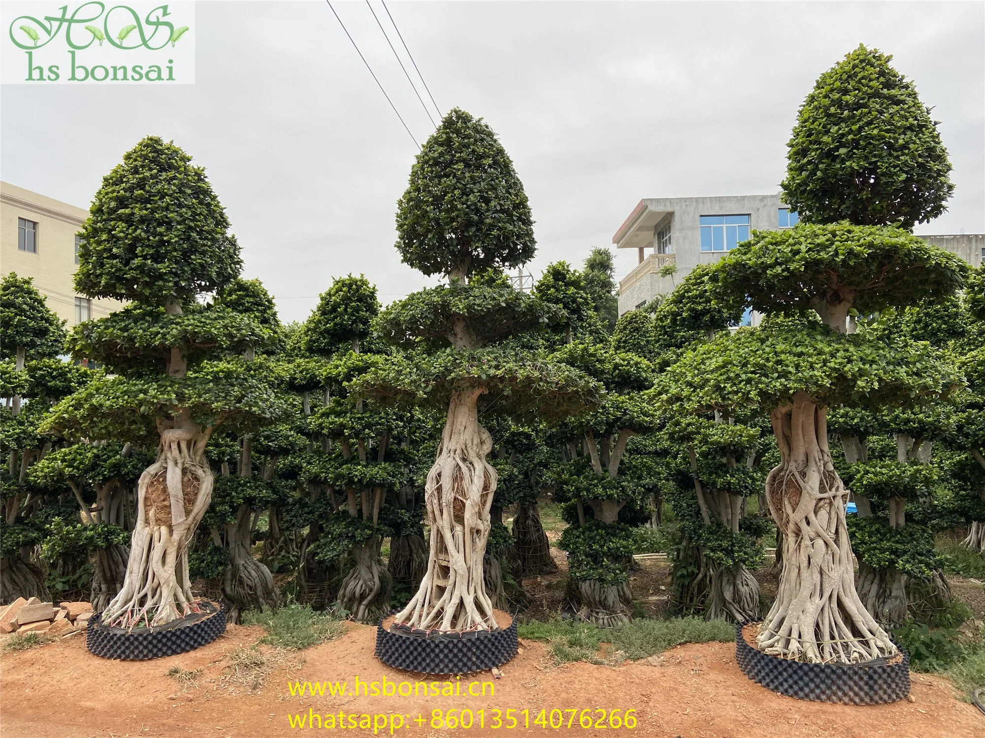 
Beautiful FICUS MICROCARPA ,Chinese Banyan ,Ornamental plants ficus plants bottle shape at 2.8-3.2m height 