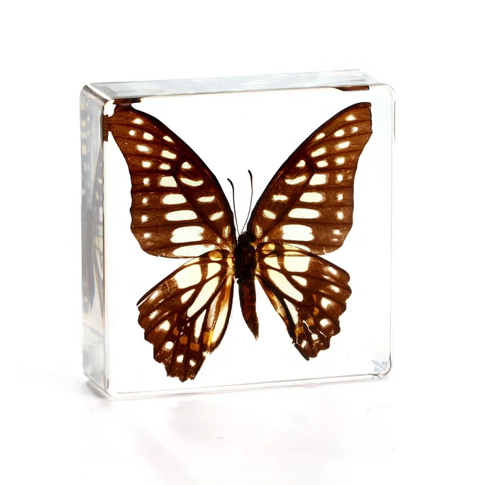 Factory Hot Sale Resin Crafts block Butterfly Real Insect Biological Specimen Animal Pattern Taxidermy Gift resin specimen
