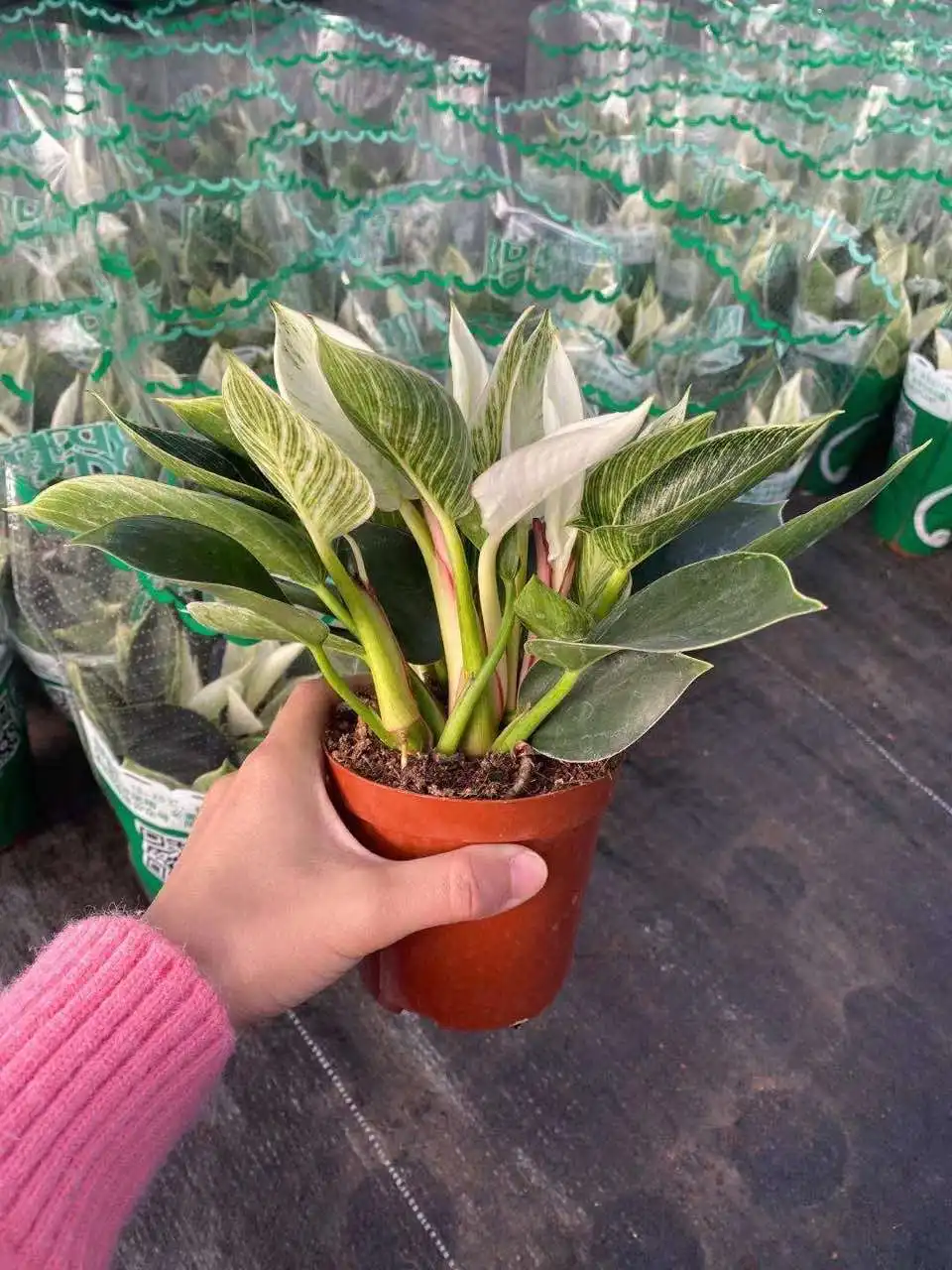  Живое растение Philodendron Birkin