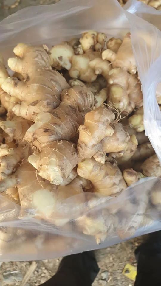 Top Grade Fresh Ground Ginger Roots Vietnam Spices Natural Organic No Mold Wholesale Price