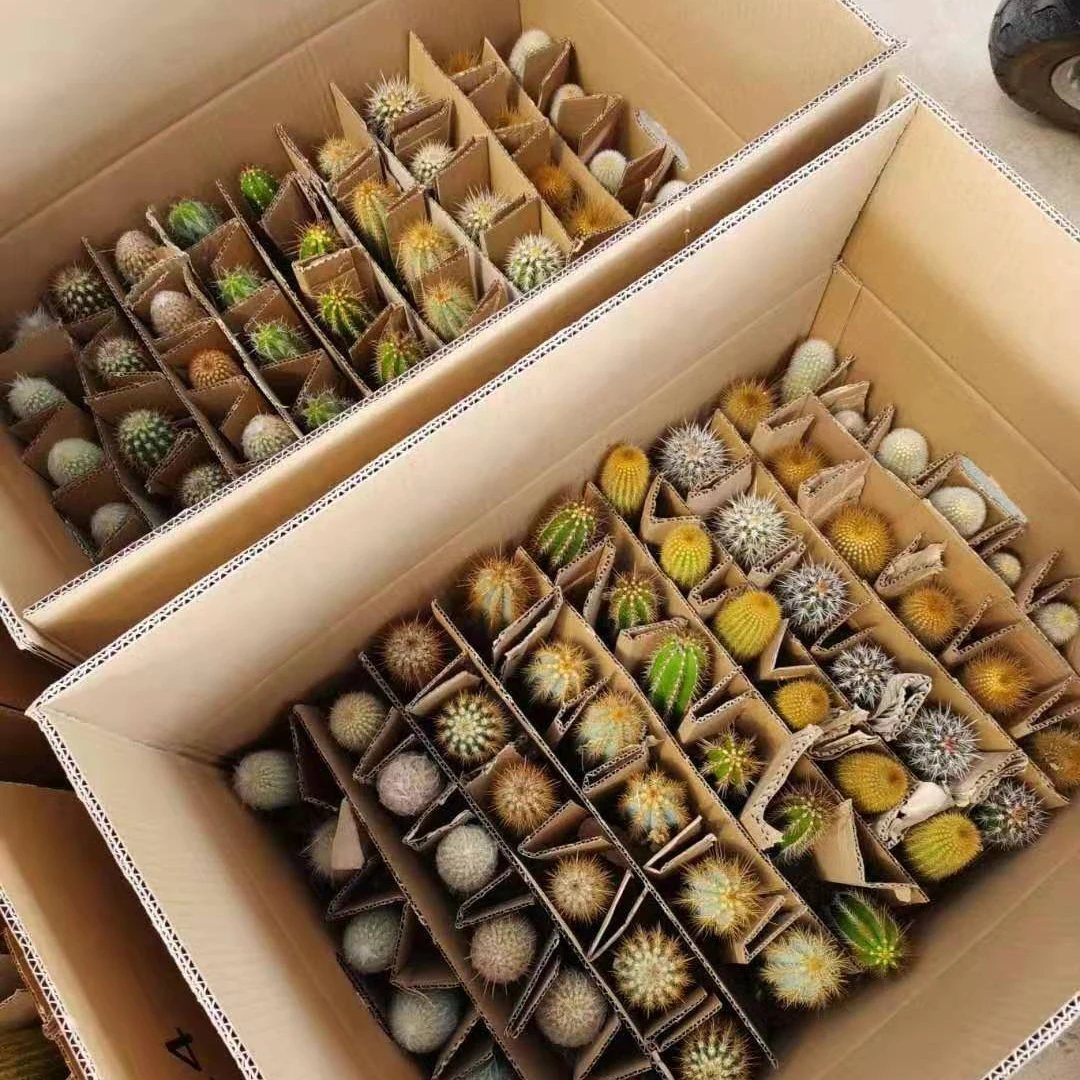 
Wholesale 8-12cm mixed cactus box Mini Office Decoration Desktop Ornamental Woody Plants cactus or cactus plants live natural 