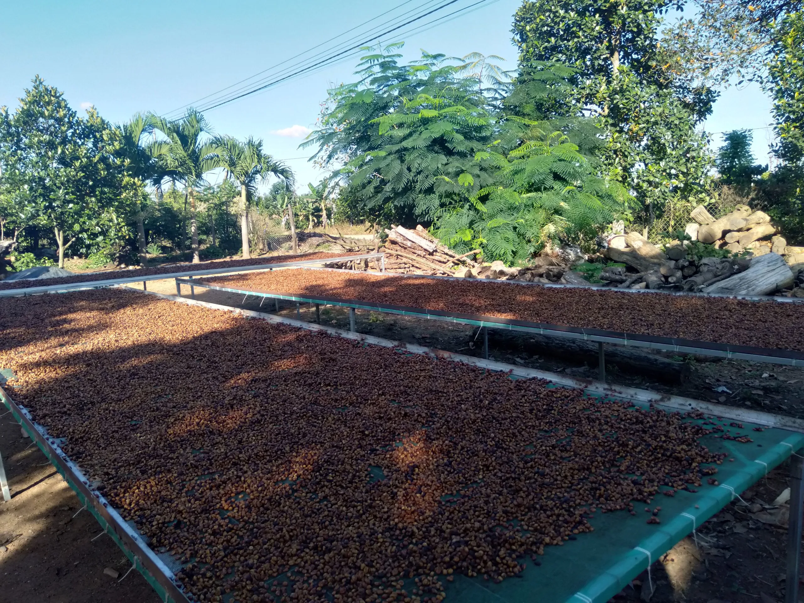 Robusta Coffee Bean Vietnam Origin 98% Maturity Pure 12.5% Max Moisture Roasted Coffee Bean