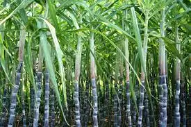 High Quality Natural Sugar Cane (Stick) Best 2021 Supplier Low Price Raw Wholesale Sweet Fresh Sugarcane Organic
