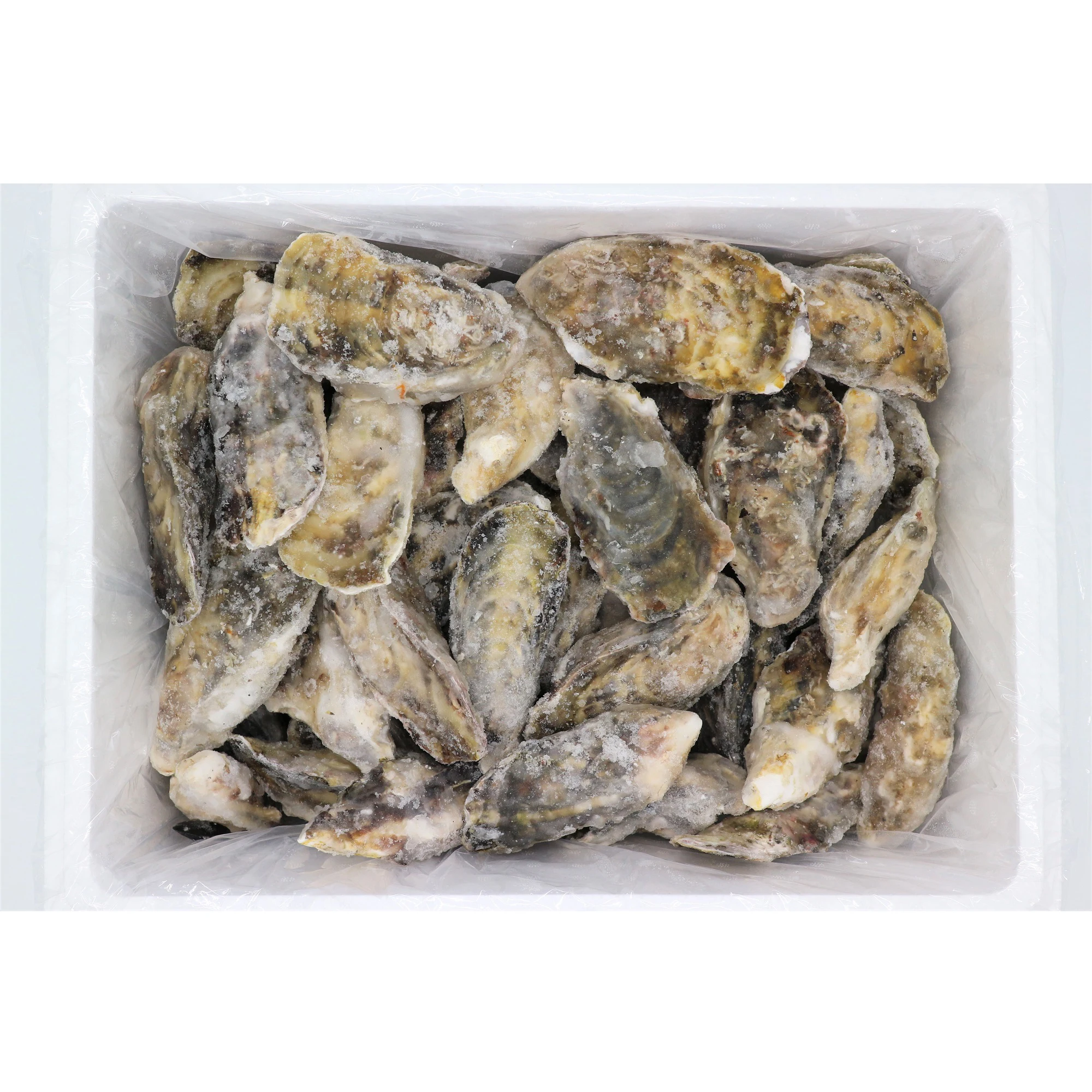 
Japanese Whole Shell Oysters Salt Frozen Fresh Water Oysters 