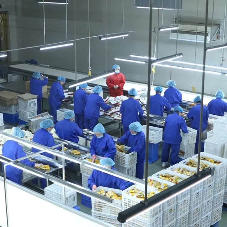 High Quality and Delicious Organic Roasted Chestnut