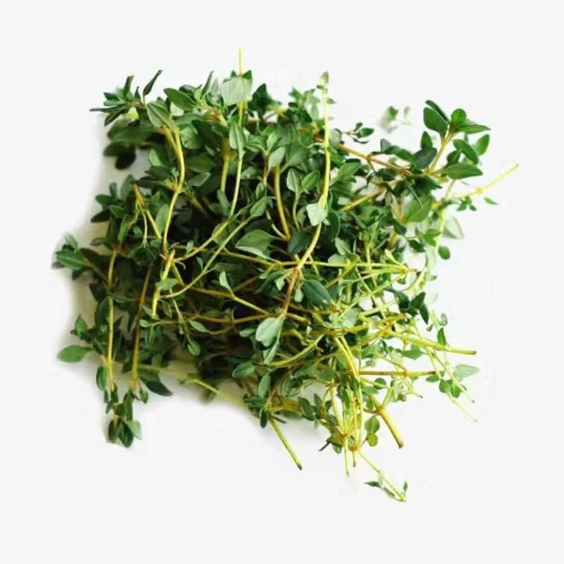 
S019 bai li xiang French Thyme seed 