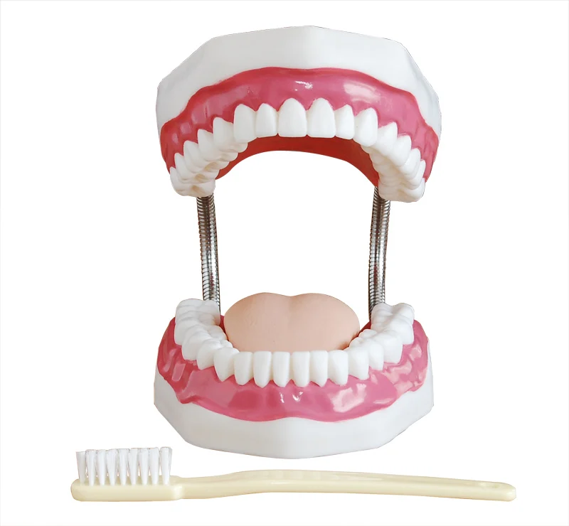 School Educational demonstration teeth and Dental Models (32 teeth)
