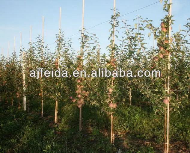 FD- tonkin bamboo canes natural bamboo stake Many specifications of small bamboo