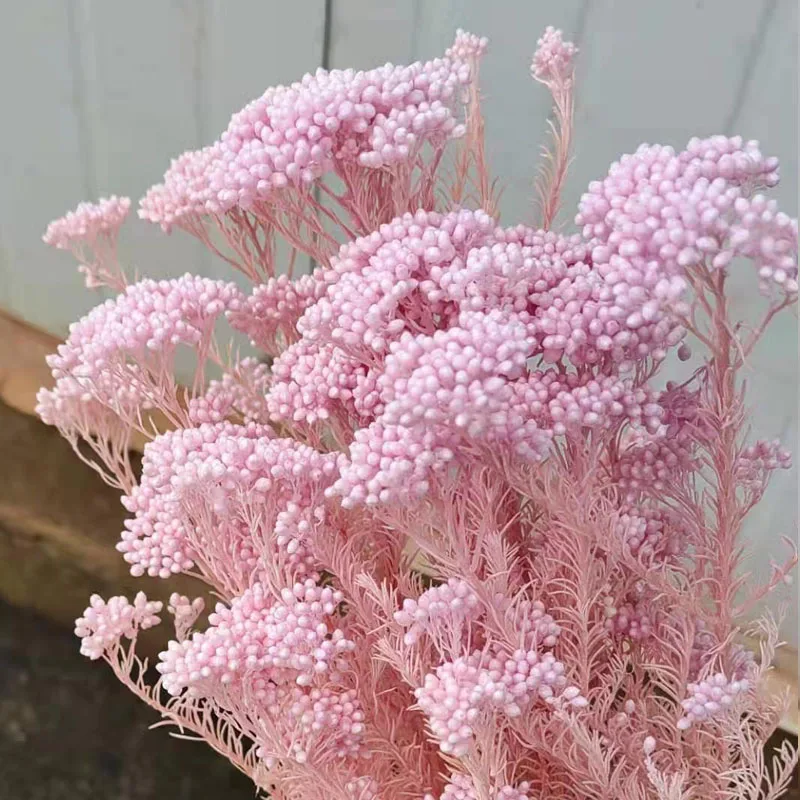 Wedding Flower Most Popular Wholesale Preserved Bleached Rice Flower For Home Decoration baby pampas white hydrangea asparagus