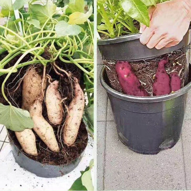 easter pot plant adenium plant pot potted plant mover