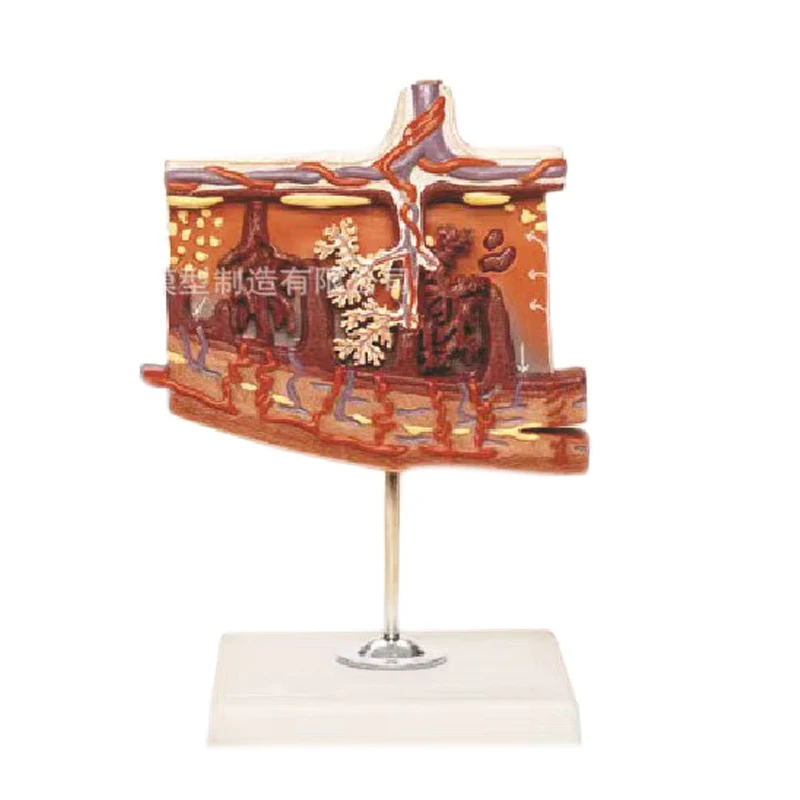 Medical Science educational Placenta Anatomical Training Model Placenta Model For Teaching