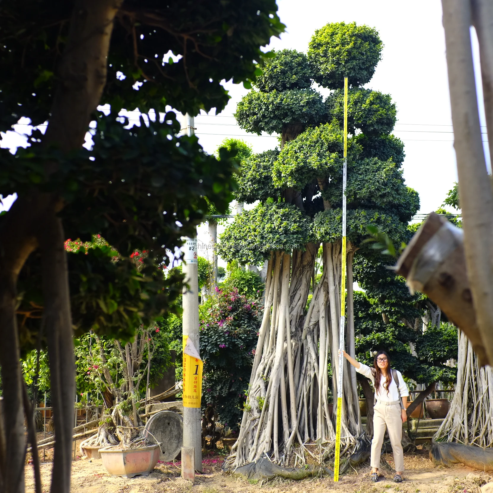 Большое дерево бонсай фикус большое дерево растение и дерево растение детский сад