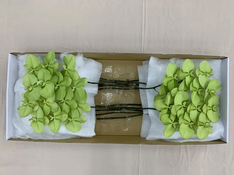 2021 New Listing Hot-selling Wishing Green Phalaenopsis Fresh Cut Flowers