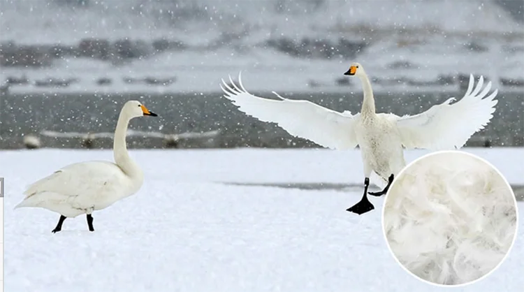 The Best Selling and High Quality Five Star Hotel Comfortable White Down Quilt