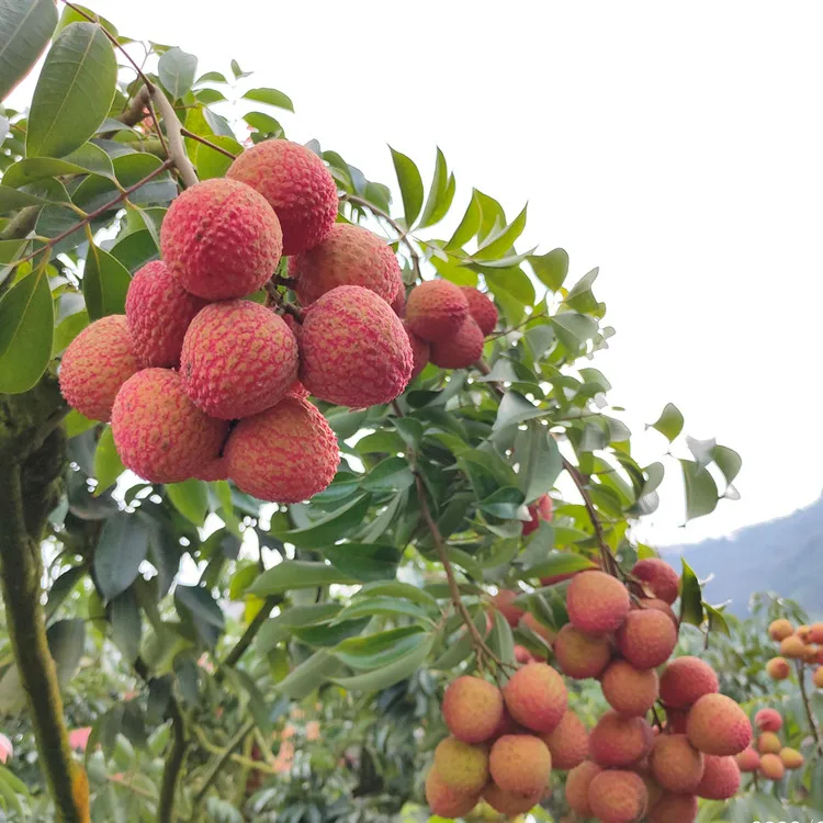High Quality Delicious Fruit Seeds Lychee Litchi Seeds For Sowing