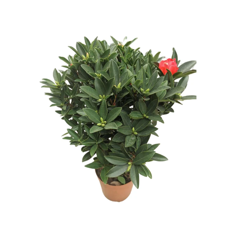 
Four seasons Bonsai Camellia azalea trees 