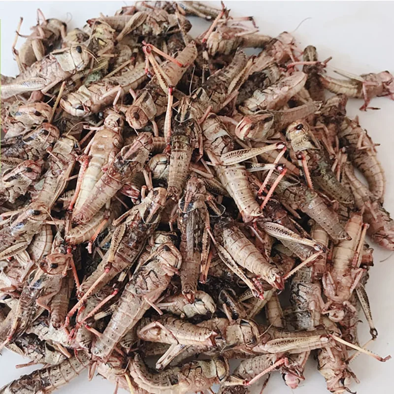 100% green natural insect protein of dried locusts for poultry feed