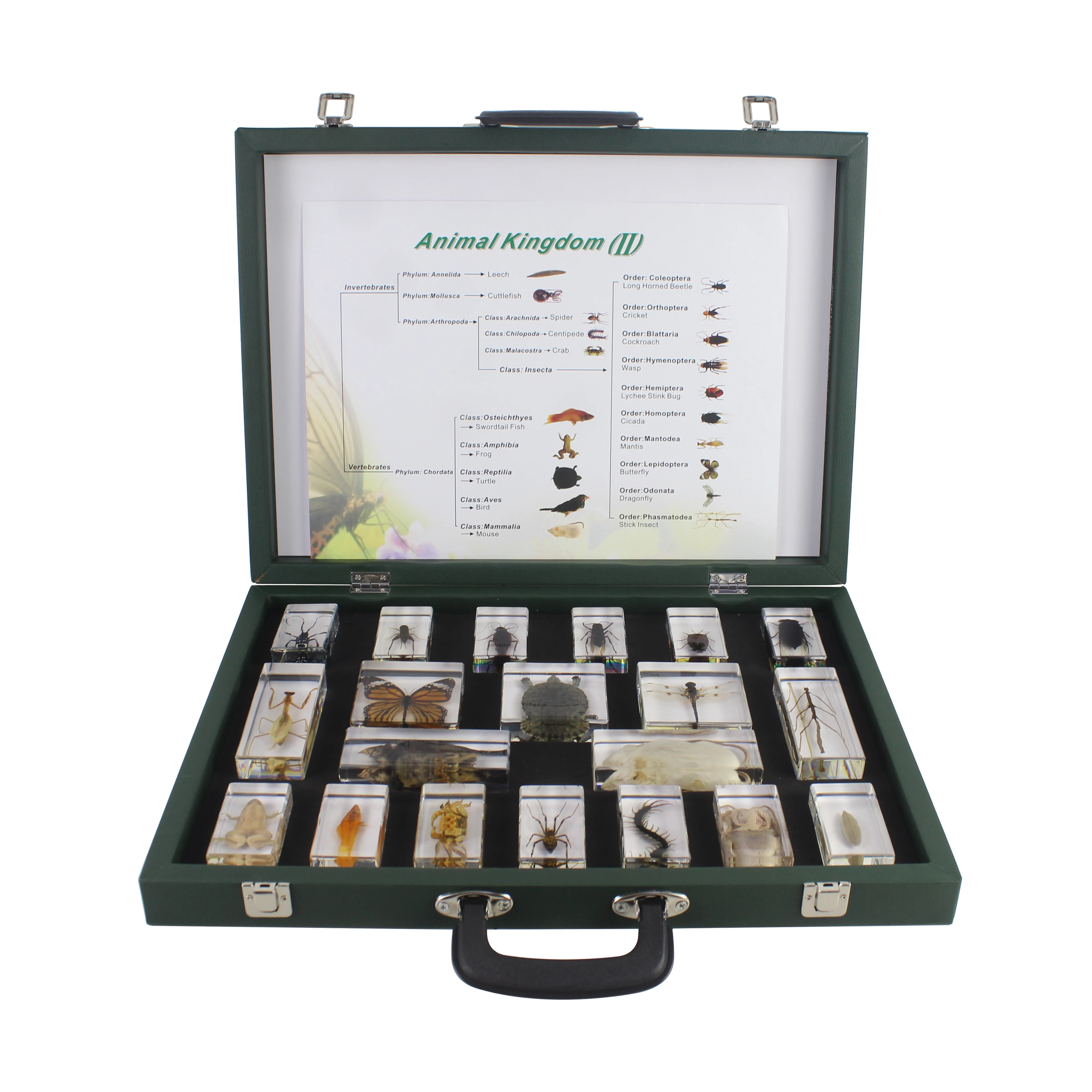 Different Animal Specimen Display Acrylic Educational Toy Block Animal Kingdom (II) Kits for Children