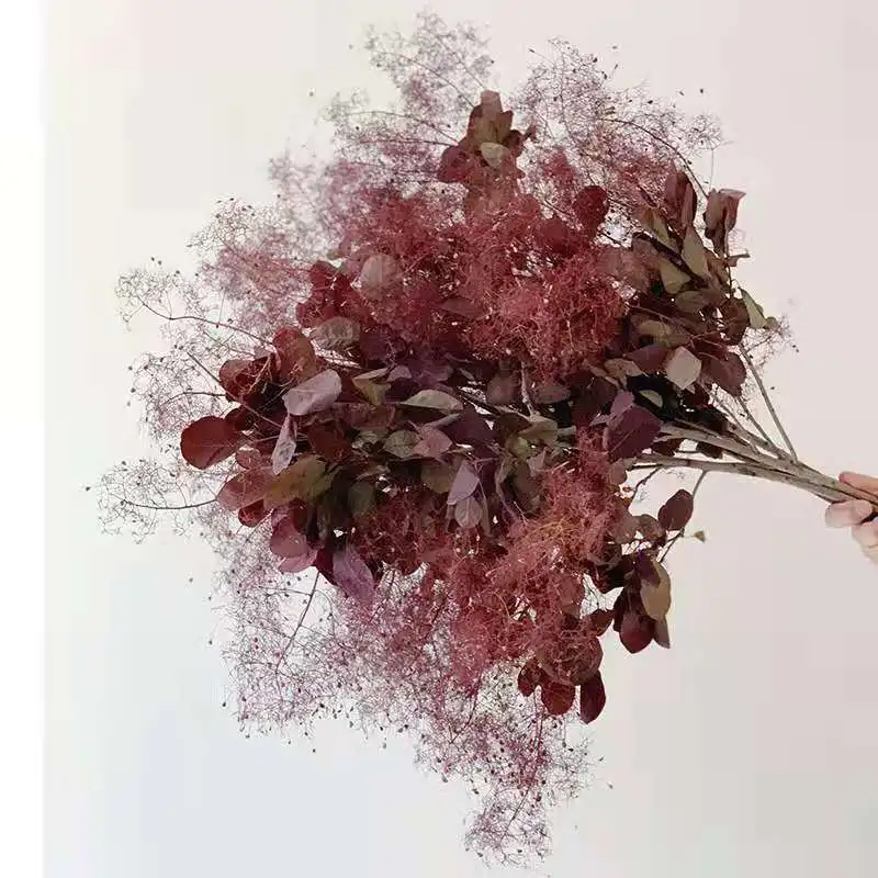 Decorative Dreamy Preserved Plants Flowers& Wreaths Smoke Bush for Wedding Flowers Bouquet