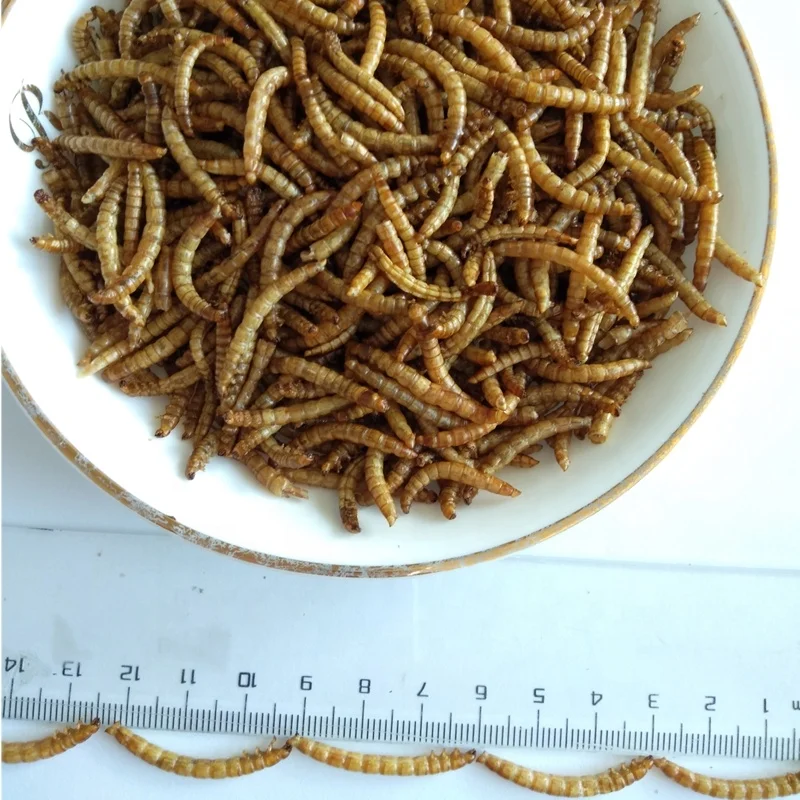 High protein dried mealworm insect for parrot bird food