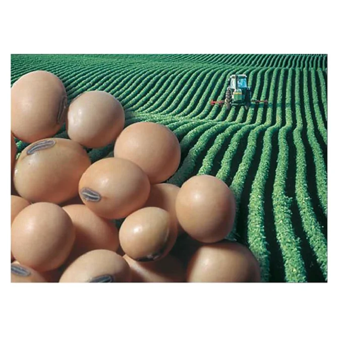 
Ukraine Fresh soya beans soybean wholesale maker for hot sale 