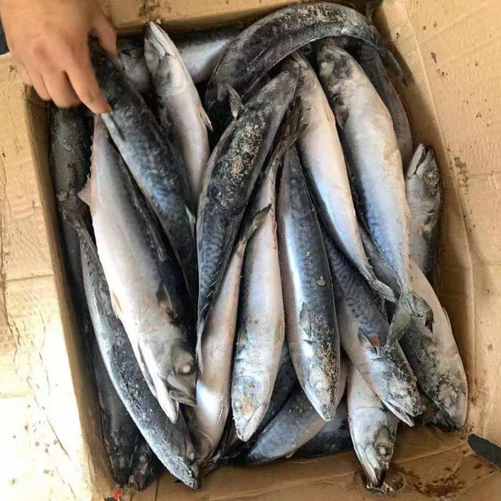 Frozen mackerel saba fish whole round seafrozen 300/500