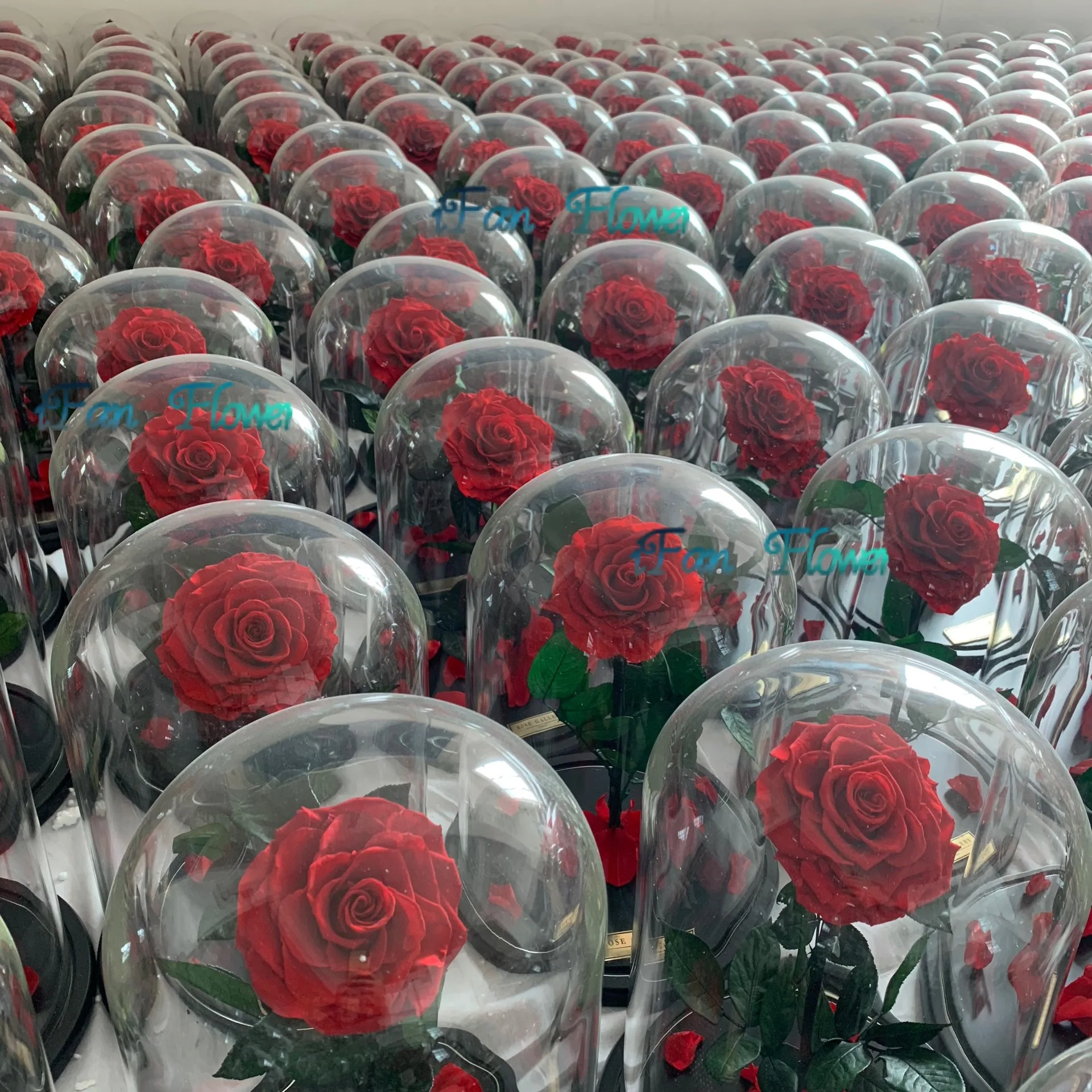 New edition preserved red roses in glass dome with black wooden base perfect gift idea for christmas