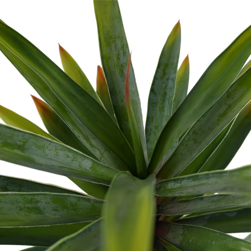 Factory supplier wholesale sisal hemp agave plants for outdoor garden decoration artificial plant tree sisalana bonsai plant