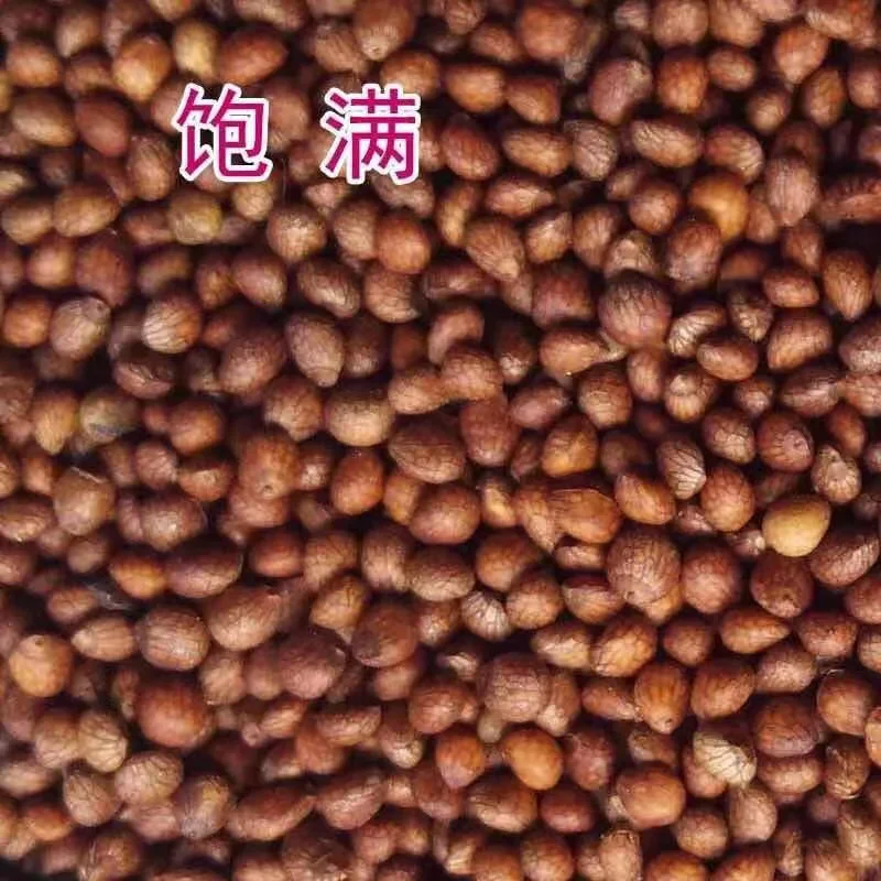 Оптовая продажа, новые товары, масло семян периллы, семена зеленой периллы