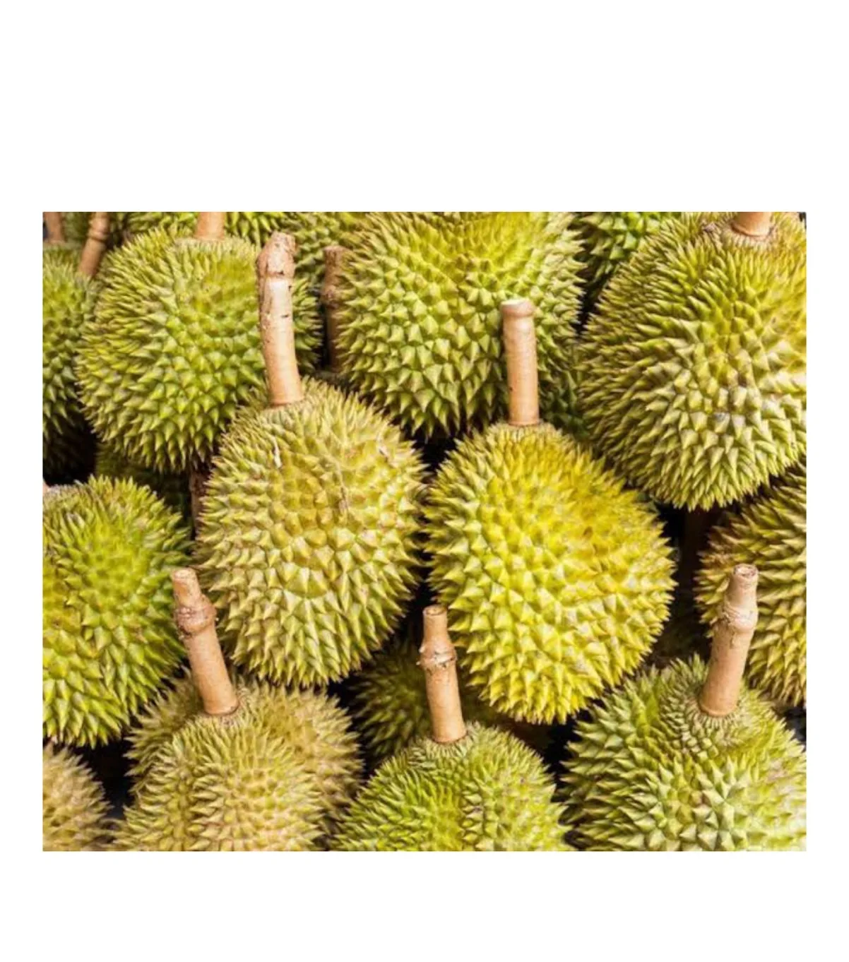 Thai Organic Fruit Premium Thai Fruit Product Fresh Durian Sweet Taste Fresh Durian Fruit King Ready To Ship From Thailand