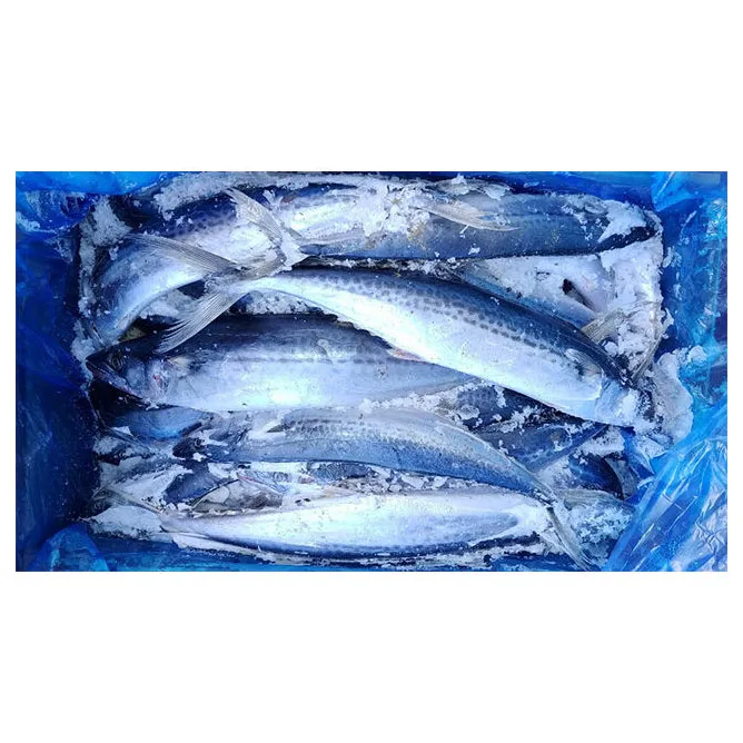 Корейский оптовый бестселлер: вкусная королевская рыба замороженные морепродукты Тихоокеанская испанская полоса