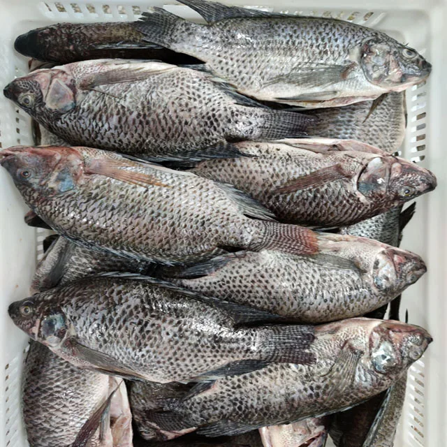 Frozen Tilapia Fish Gutted Scaled Tilapia Fish Price