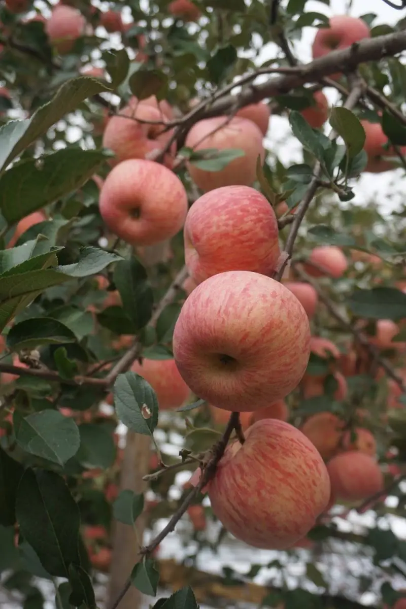 Cheap Price 2021 New Fresh Fruits Red Fuji Apples From China