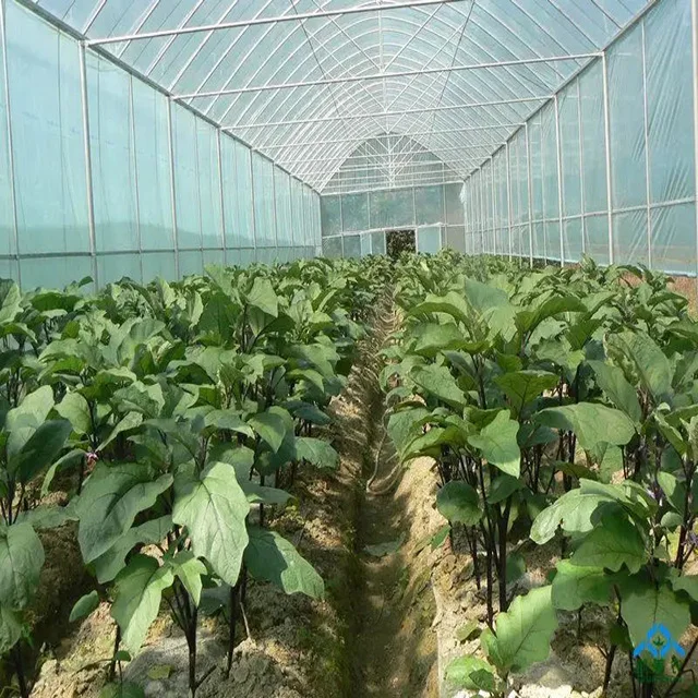 China high quality market commercial tunnel green house hot sale