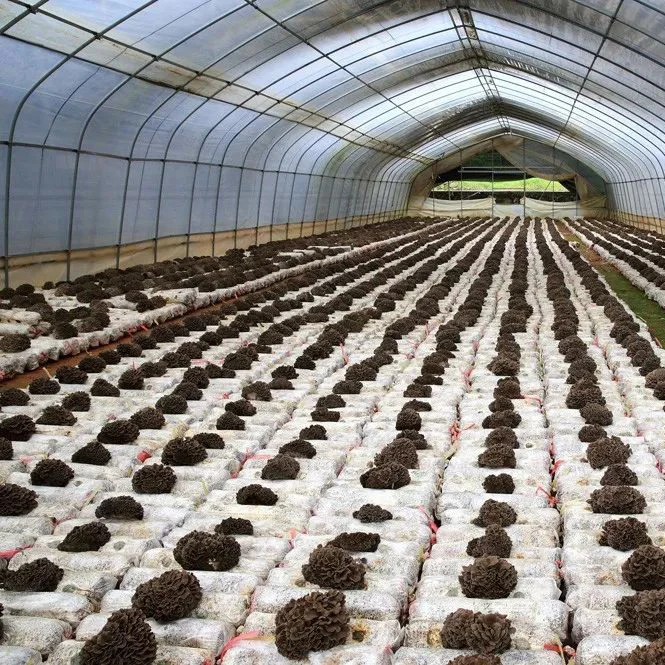 Wholesale Price High Quality Maitake Natural Maitake Hui Shu Hua Dried Maitake Mushroom