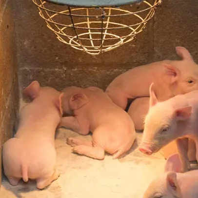 Factory good price Waterproof 250W BR38 swine farm heaters CE ETL certified infrared heating bulb manufacturer for pigs