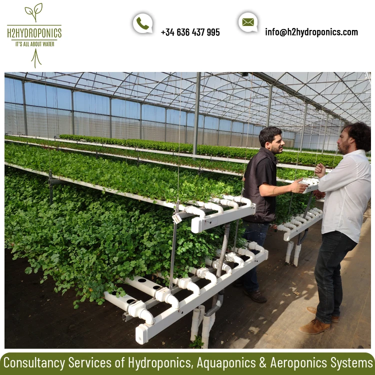 
Expertise Hydroponics, Aeroponics & Aquaponics System Consultancy/Mentoring Facilities 