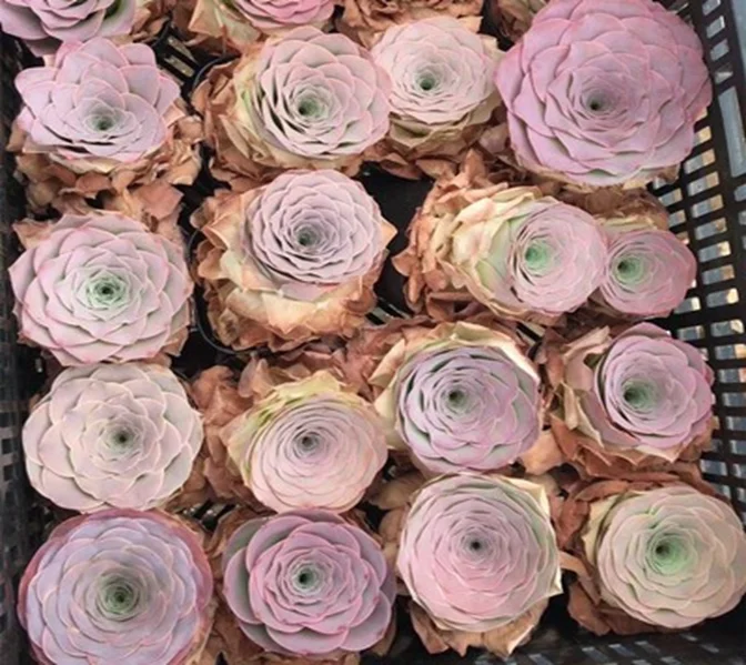 Розовые садовые суккуленты принцессы Laura greenovia по конкурентоспособной цене