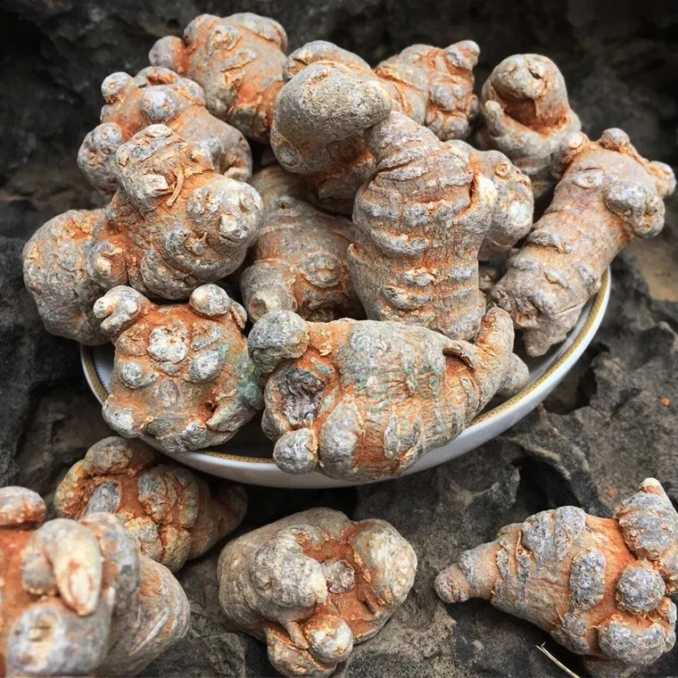 Высококачественный корень нотоженьшеня Panax, псевдоженьшень, сушеный корень нотоженьшеня