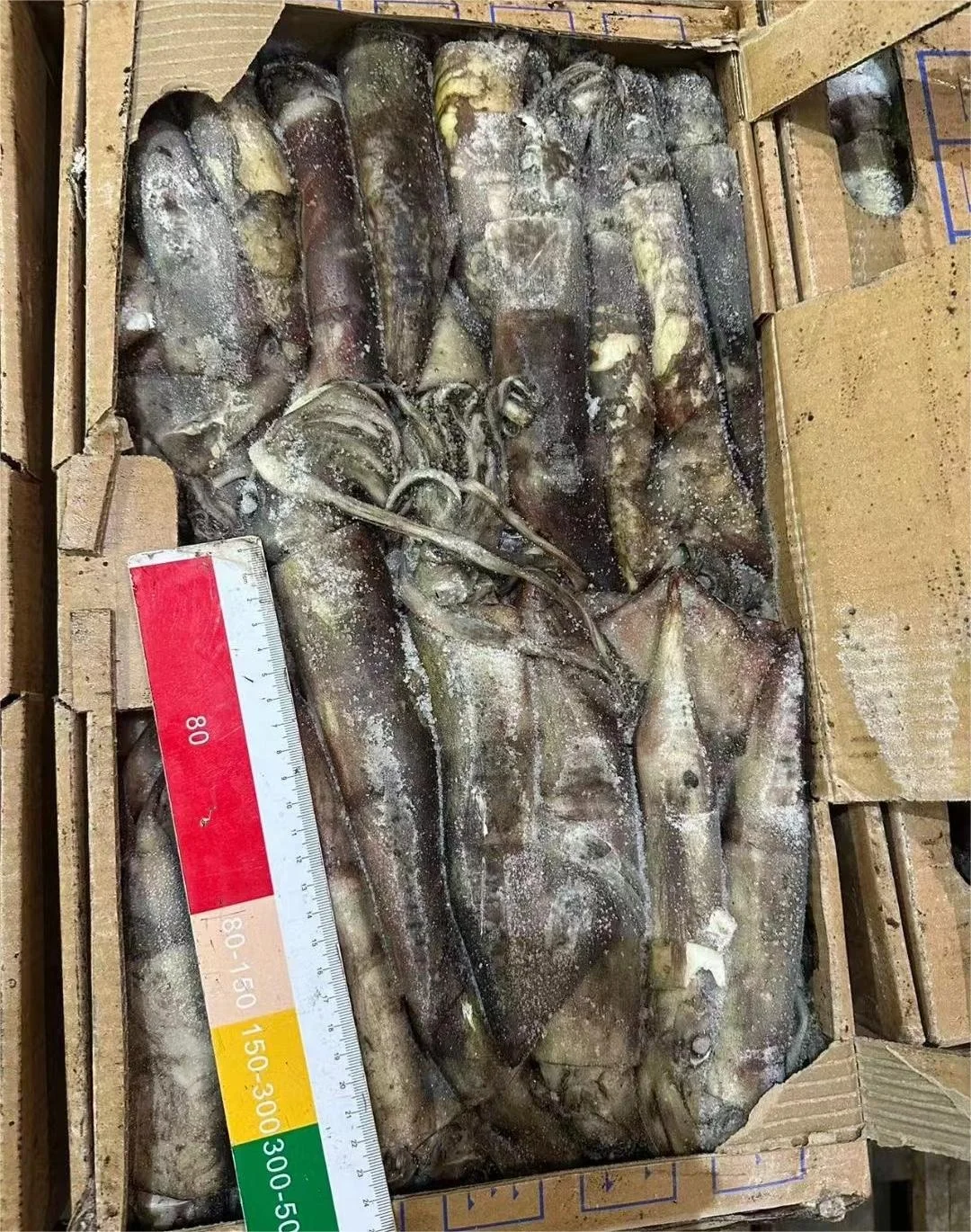 High Quality 100 - 300g Frozen Indian Squid Whole Round Wholesale Origin China