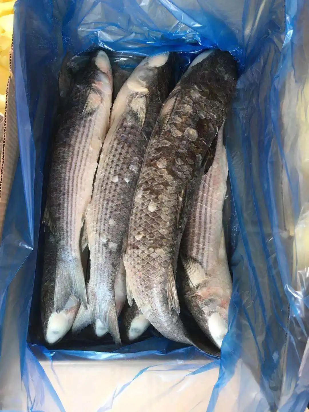 Frozen Grey Mullet Gutted cheap price offering