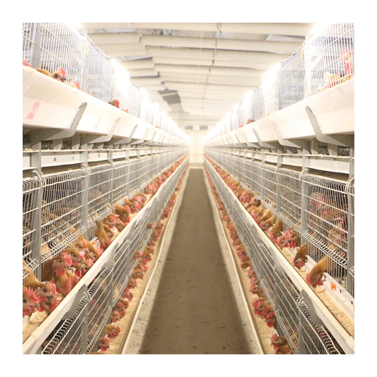 2021 High quality 3 tiers layer chicken egg cages for chicken farm