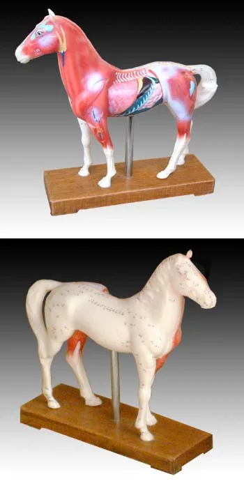 Hot Sale Animal Models Horse Acupuncture Model for Teaching