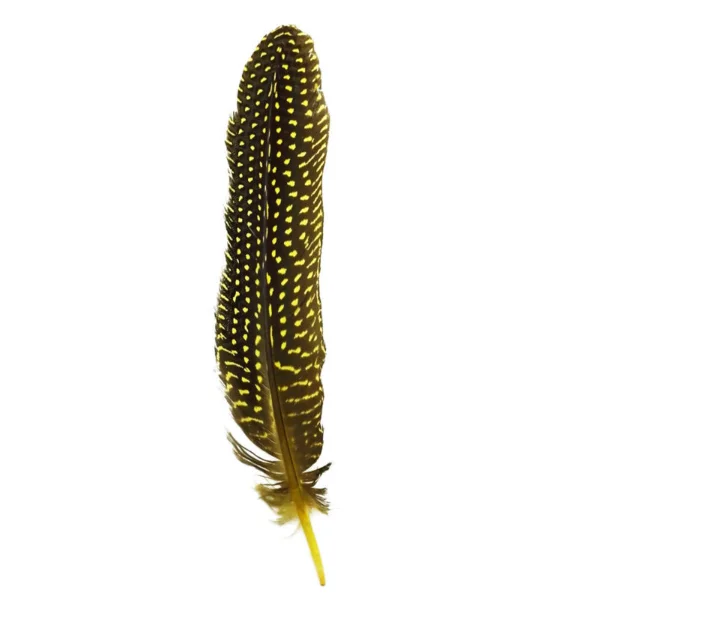 Cheap Dyed Guinea Fowl Feather Bird Feather for Decoration