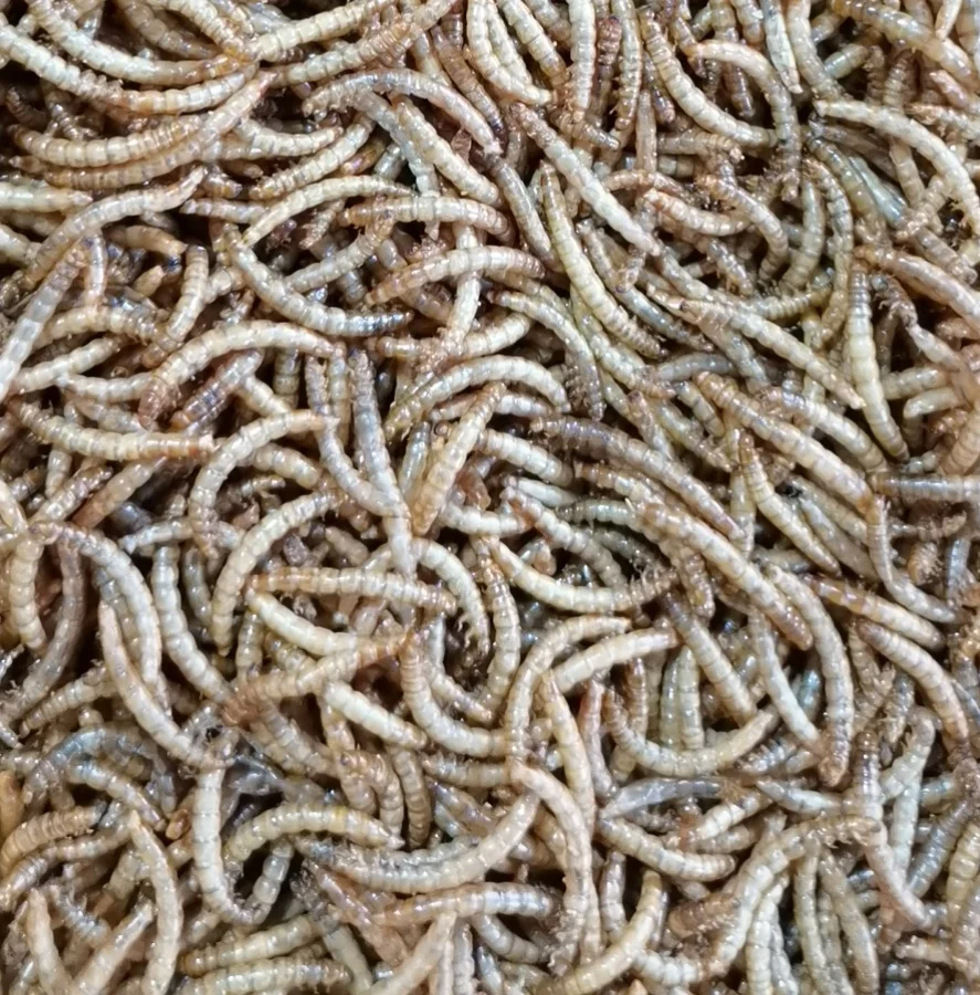 Quality Dried Mealworms for Birds and Pets Food dry mealworm