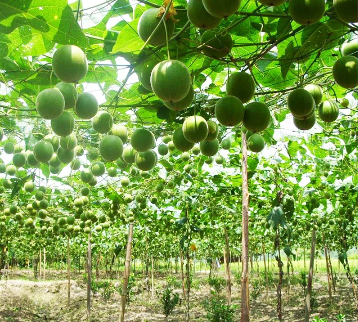 Factory Wholesale Price Dried Big Monk Fruit Dry Luo Han Guo Origin of Monk fruit supply