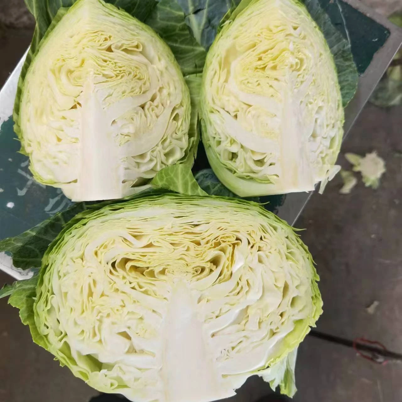 2022 Chinese Fresh cabbage supplying to Canada Singapore, Malaysia, Korea ,UAE