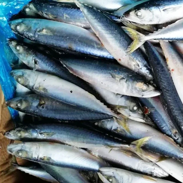 Замороженная Тихоокеанская скумбрия BQF латинская фамилия Scomber Japonicus