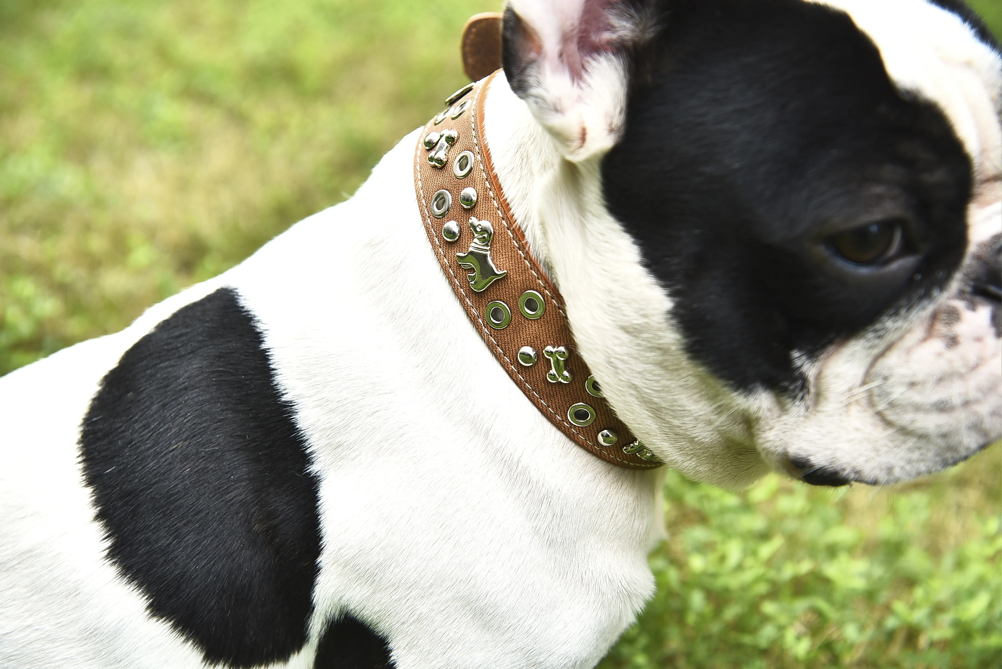 Sparkly Crystal Diamonds Studded Shining Medium Large Leather Pet Stud Dog Collar